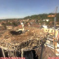 14_20-nest.jpg