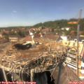 14_25-nest.jpg