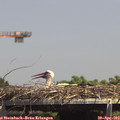 14_30-mast.jpg