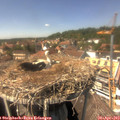 14_30-nest.jpg