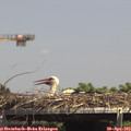14_35-mast.jpg