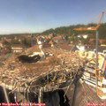 14_35-nest.jpg