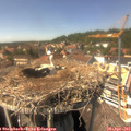 14_40-nest.jpg