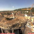 14_45-nest.jpg