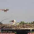 14_50-mast.jpg