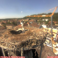 14_50-nest.jpg