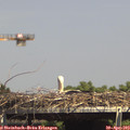 15_00-mast.jpg