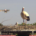15_05-mast.jpg