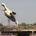 15_10-mast.jpg