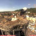 15_10-nest.jpg