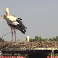 15_15-mast.jpg