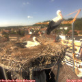 15_15-nest.jpg