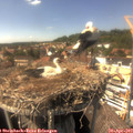 15_20-nest.jpg