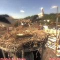 15_30-nest.jpg