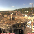 15_35-nest.jpg