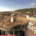 15_50-nest.jpg