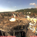 15_55-nest.jpg