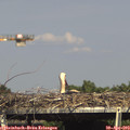 16_00-mast.jpg