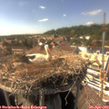 16_00-nest.jpg