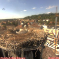 16_05-nest.jpg