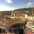 16_15-nest.jpg