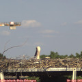 16_50-mast.jpg