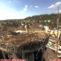 16_50-nest.jpg