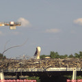16_55-mast.jpg