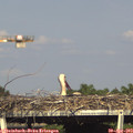 17_00-mast.jpg