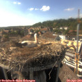 17_00-nest.jpg