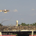 17_05-mast.jpg