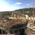 17_05-nest.jpg