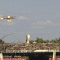 17_15-mast.jpg