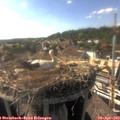 17_20-nest.jpg
