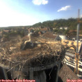 17_30-nest.jpg