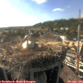 17_40-nest.jpg