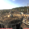 17_50-nest.jpg