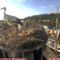17_55-nest.jpg