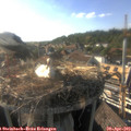 18_00-nest.jpg