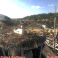 18_05-nest.jpg
