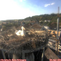 18_25-nest.jpg