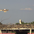 18_30-mast.jpg