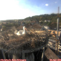 18_30-nest.jpg