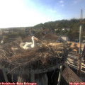 18_35-nest.jpg
