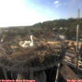 18_40-nest.jpg