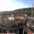 18_45-nest.jpg