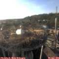 18_55-nest.jpg