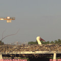 19_00-mast.jpg
