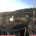 19_10-nest.jpg