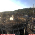 19_15-nest.jpg